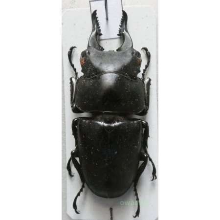 Prosopocoilus serricornis (Latreille, 1816) male Madagascar 47mm1